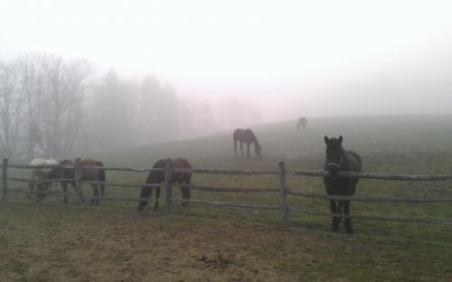 Showing the beauty of the property on a foggy morning!